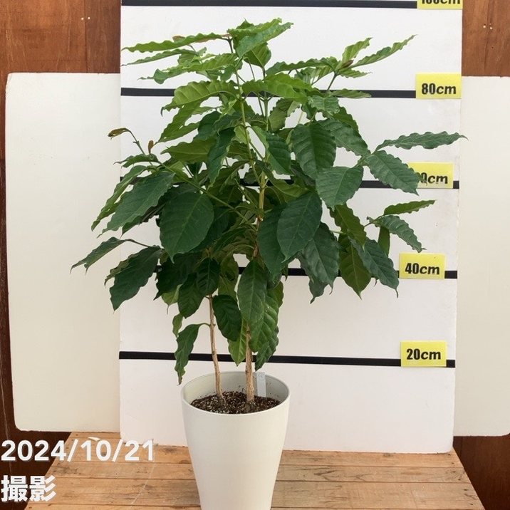 【現品お届け】コーヒーの木 7号 白プラ鉢(14)|観葉02-D2