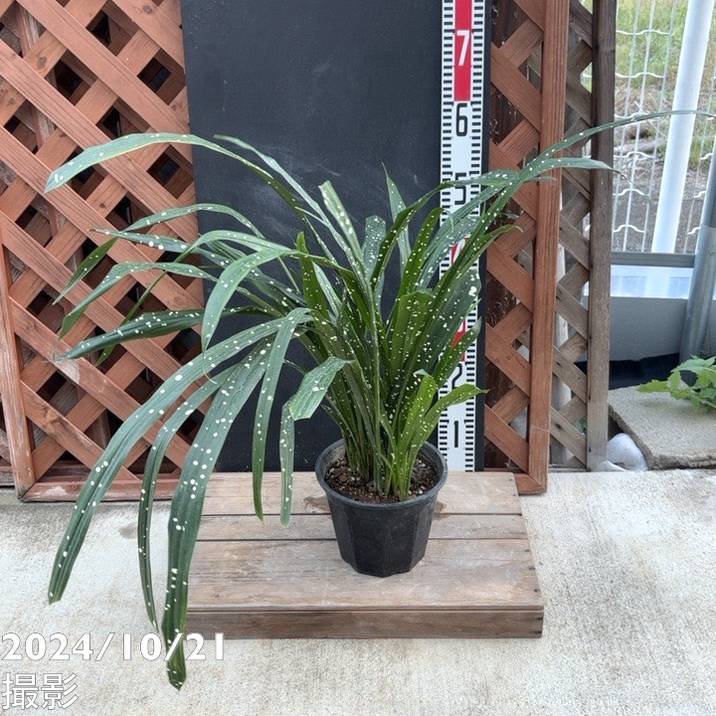 ハラン シンガポールスリング 6号｜観葉04-PA