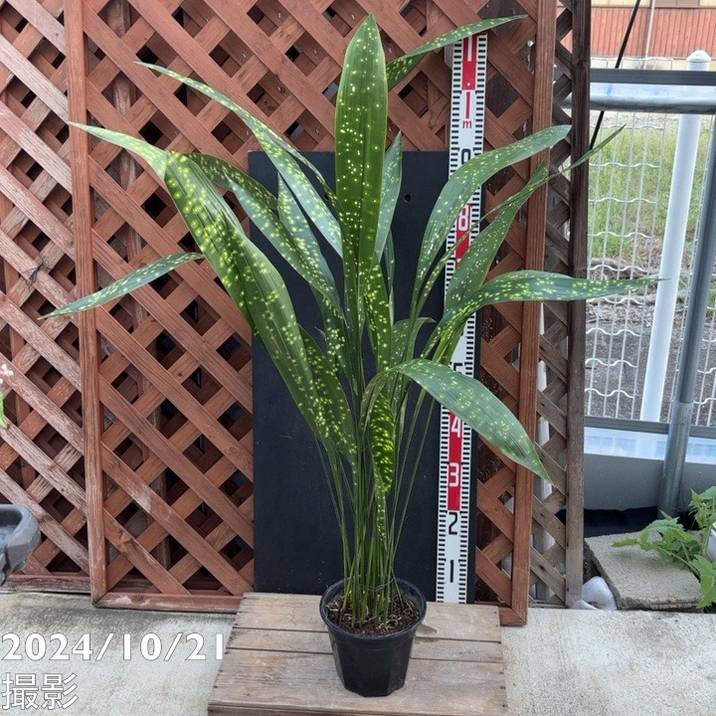 ハラン 金星 6号｜s200｜観葉04-PA