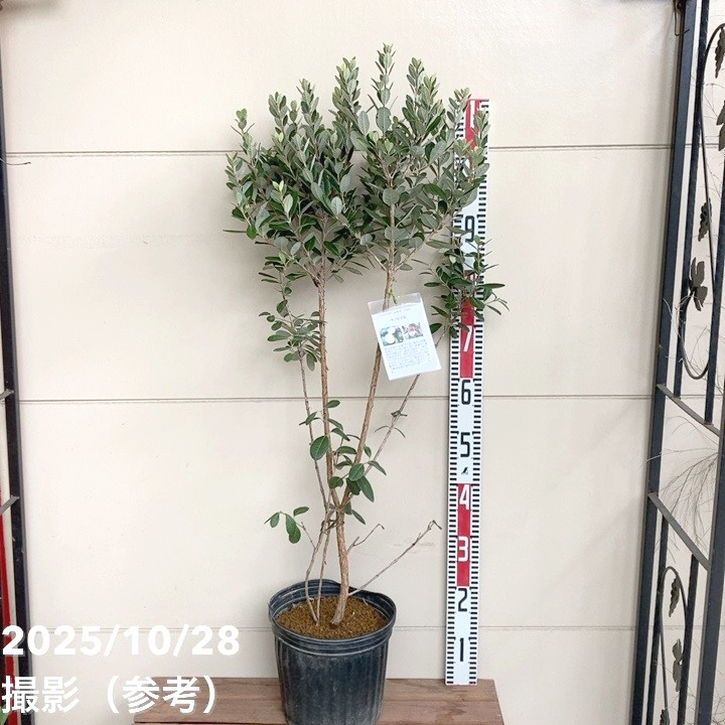 果樹,フェイジョアの購入なら赤塚植物園オンライン 花の音｜花苗