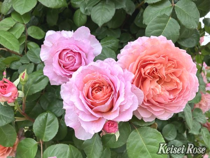 バラ大苗 アイスフォーゲル 4.5号ロングポット 京成バラ園芸｜花木04-PA