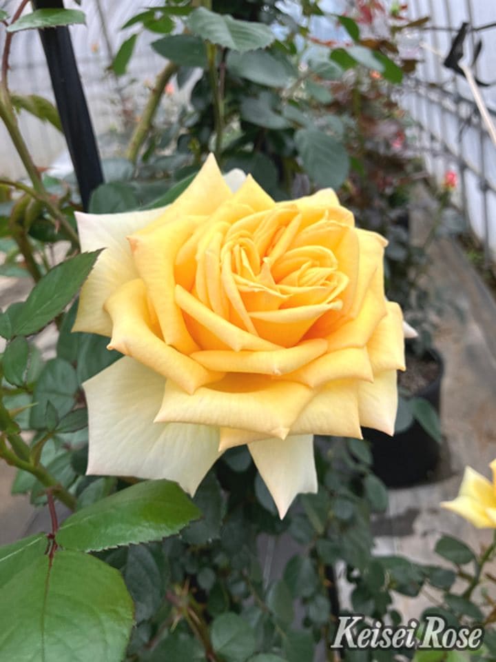 バラ大苗 アンソレイユ 4.5号ロングポット 京成バラ園芸|花木04-PA
