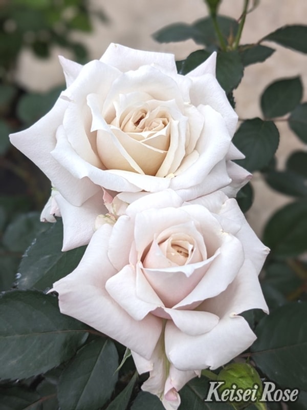 バラ バラ苗 接木苗 巨大苗 つぼみ付き 人気フラミンゴ薔薇 1本