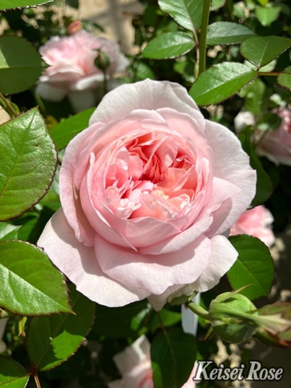 花木・庭木,バラの購入なら赤塚植物園オンライン 花の音｜花苗