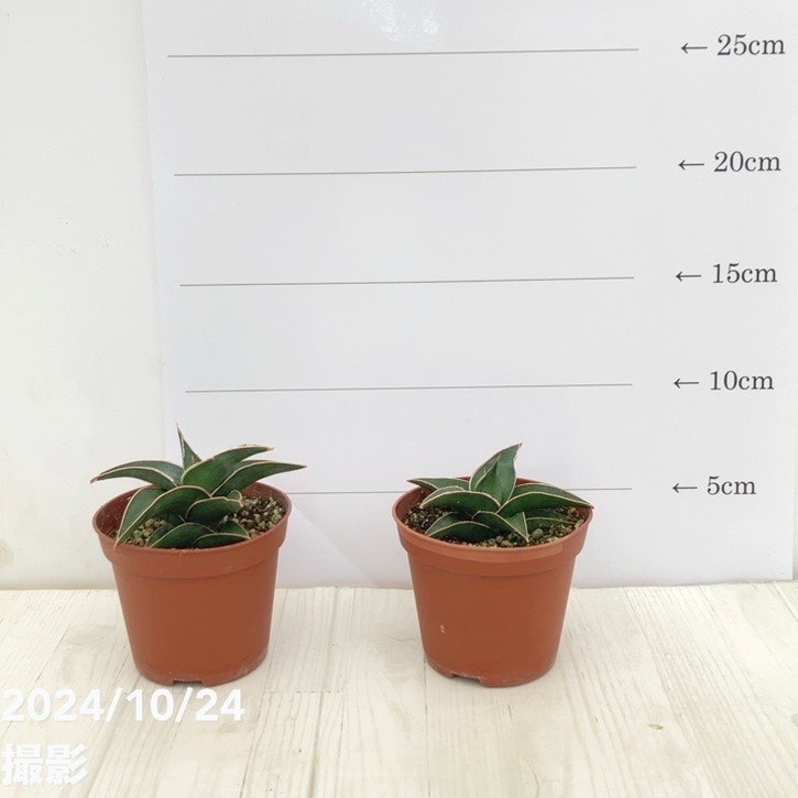 サンスベリア 2.5号 ラブラノス 2鉢セット｜観葉02-D2