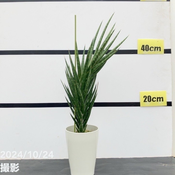 【限定3鉢】サンスベリア 4.5号 フランシシー 白プラロング鉢｜観葉02-D2