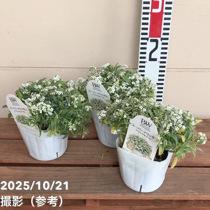 PW スーパーアリッサム アイシクルナイト 3～3.5号×3株セット｜草花04-PA