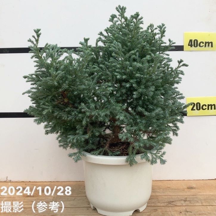 【現品お届け】チャメシパリス ボウルバード 7号｜花木10-TU