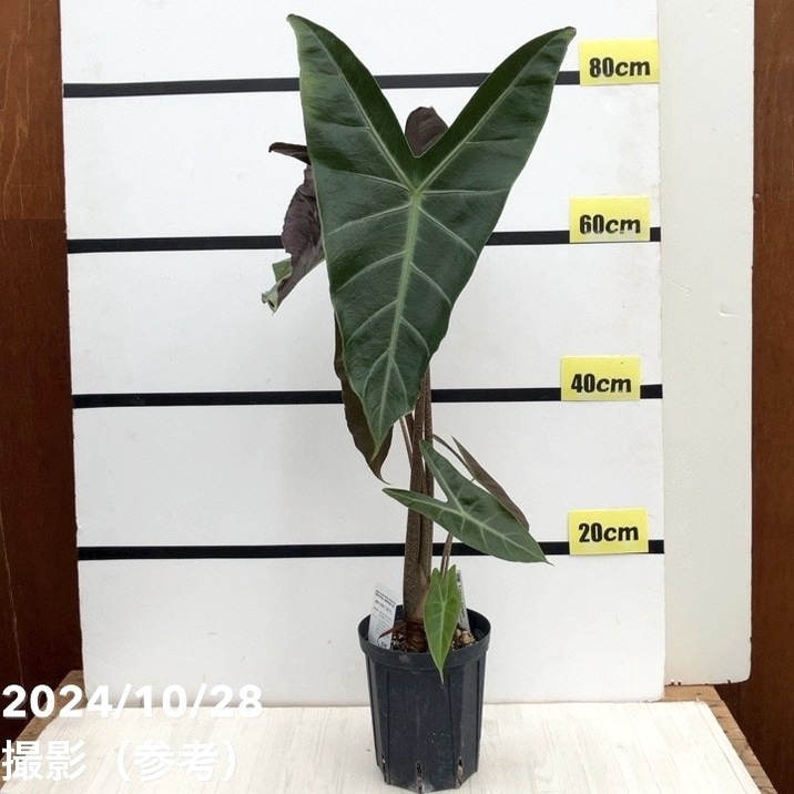 【現品お届け】アロカシア ロンギロバ パープル
