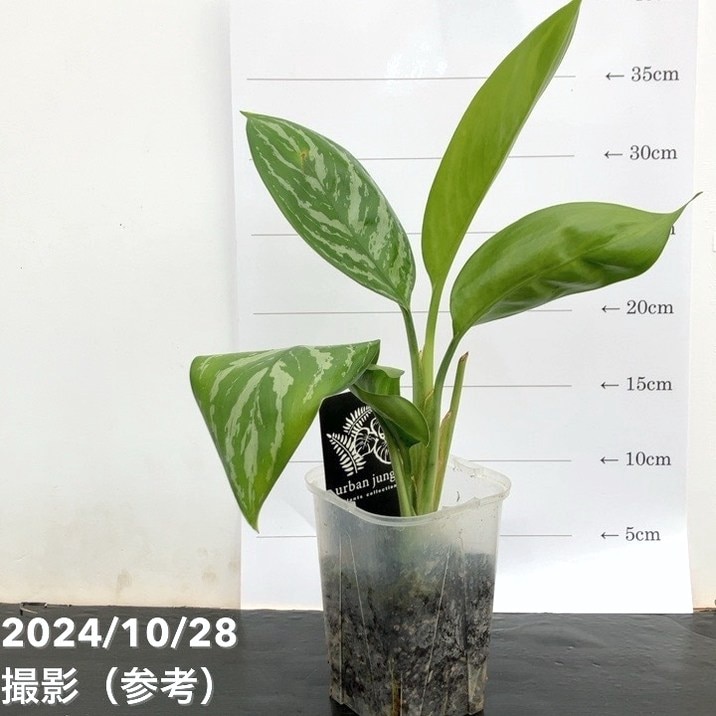 観葉・多肉,アグラオネマの購入なら赤塚植物園オンライン 花の音｜花苗