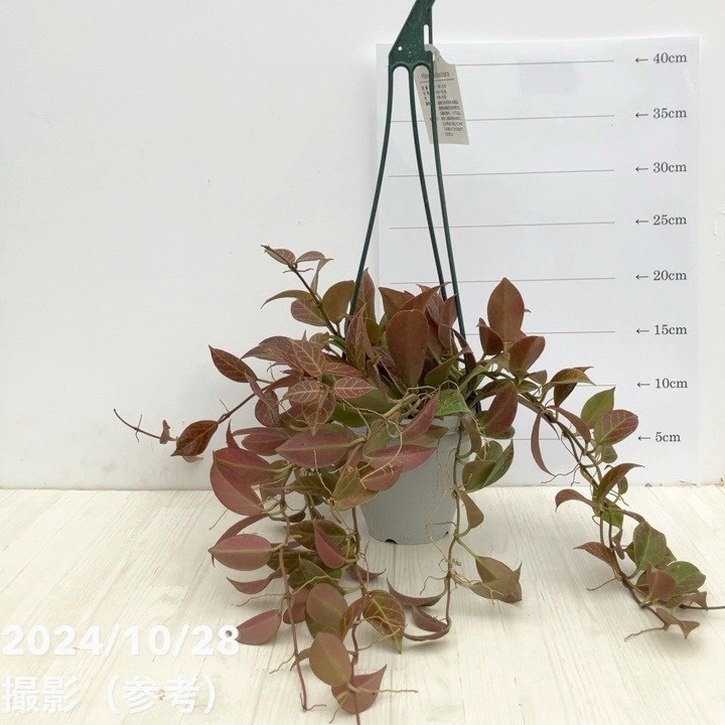 【現品お届け】ホヤ オブスクラ 4号吊り鉢｜観葉10-TU