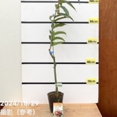 現品お届け】パキラ ムーンライト 8号（2）｜SG（代引き不可