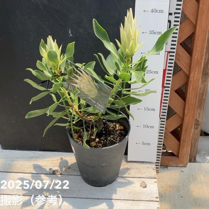 数量限定】プロテア スパイキーホワイト(2花付き)5号|花木04 数量限定】プロテア スパイキーホワイト(2花付き)5号|花木04