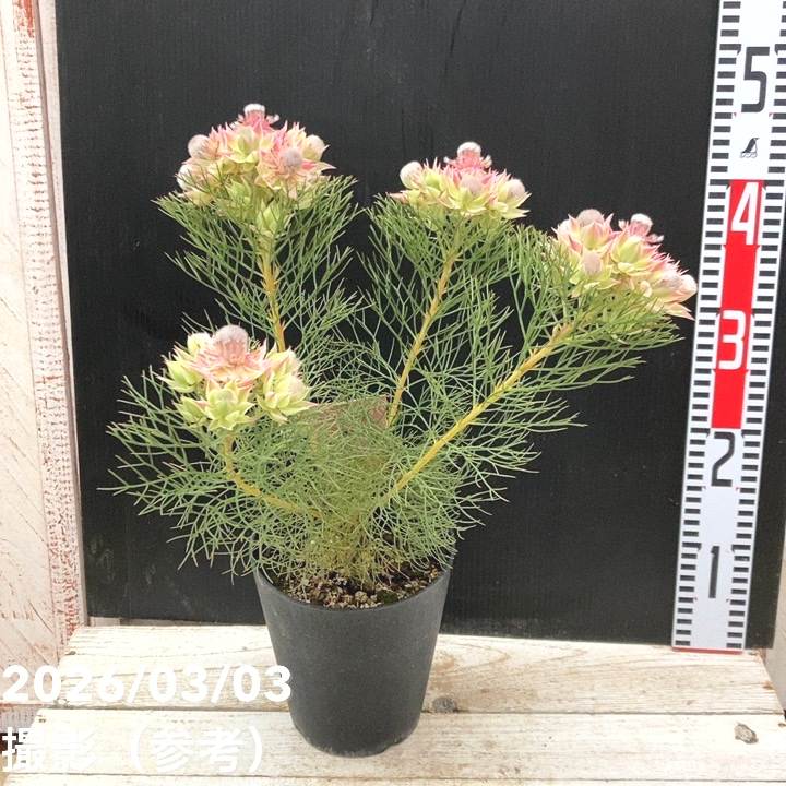 □キーワードから探す,珍しいの購入なら赤塚植物園オンライン 花の音