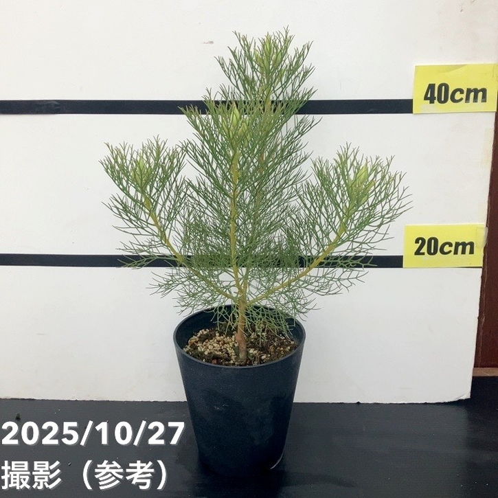 セルリア プリティインピンク 5号｜花木10-TU