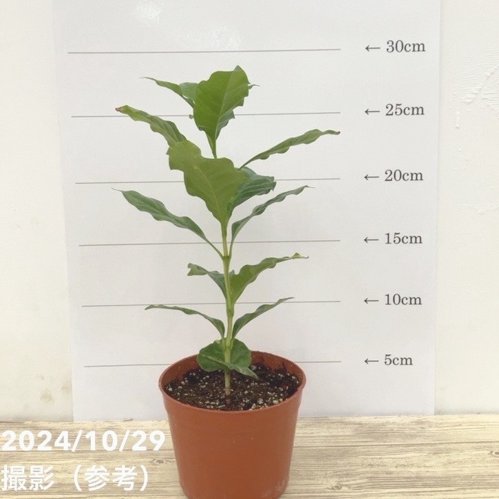 【激レア！現品お届け】コーヒーの木 3.5号 斑入り 茶鉢