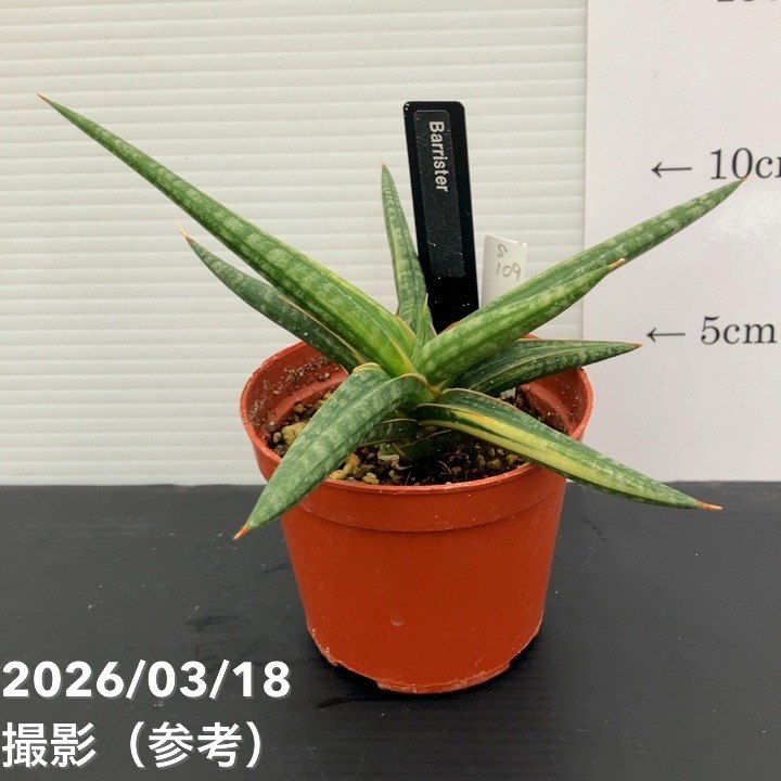 【夏セール対象商品】【現品お届け】サンスベリア 3号 バリースター 斑入り（S109）｜観葉02-D2