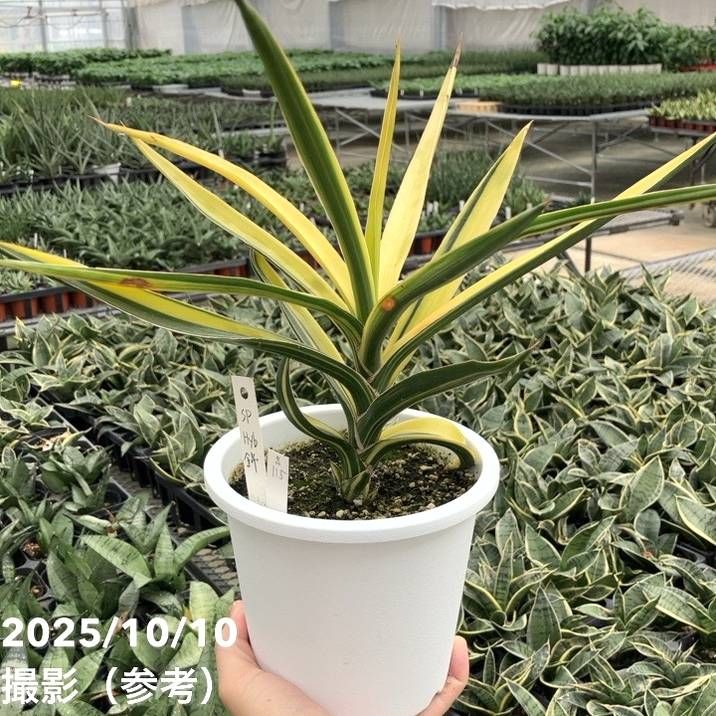 観葉・多肉,サンセベリア,1点物の購入なら赤塚植物園オンライン 花の音