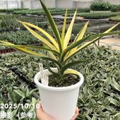 期間限定10％OFF！】【現品お届け】サンスベリア 5号 コパトーン 白