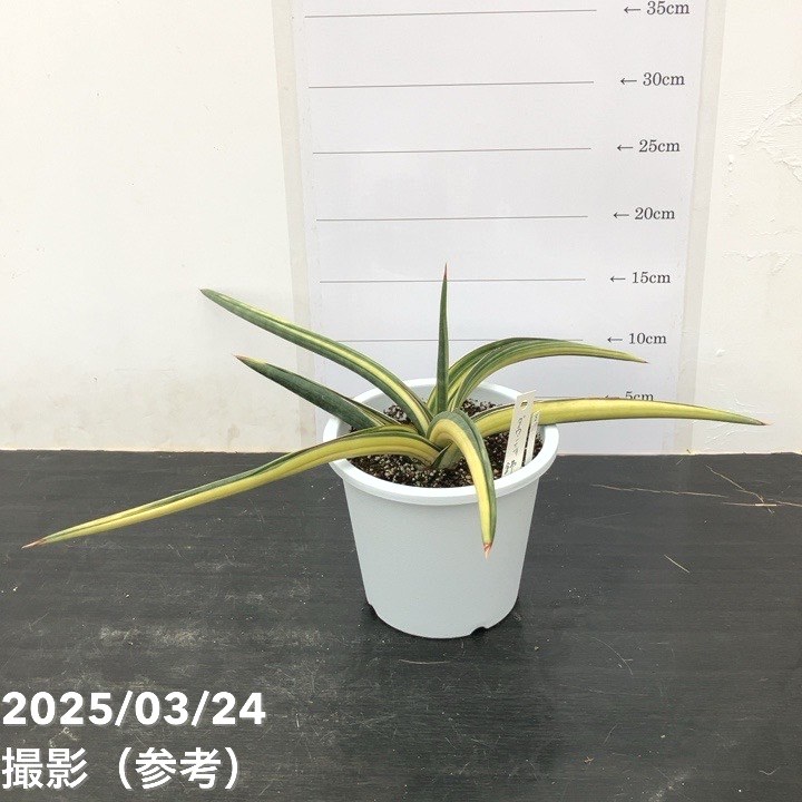 【期間限定10％OFF！】【現品お届け】サンスベリア 5号 ダウンシー 斑入り 大株 白プラ鉢（S117）｜観葉02-D2