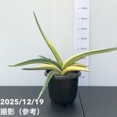 期間限定10％OFF！】【激レア！現品お届け】サンスベリア 3.5号 雪女