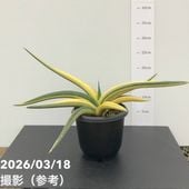 お買い得一点物咲き進み株】加藤農園 艶々系クリスマスローズ キラメキ