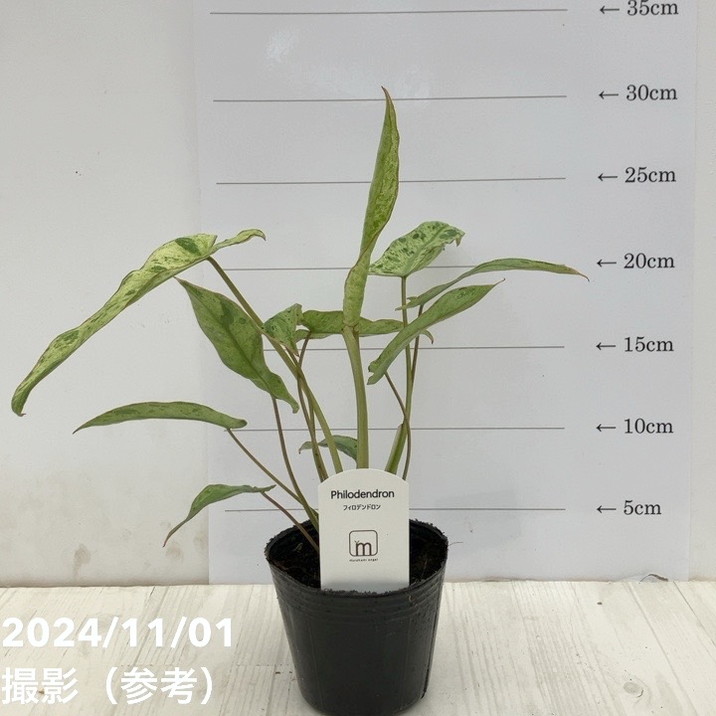 フィロデンドロン パラソイヴェルデ（パラソイベルデ） 斑入り Philodendron paraisoverdes 3号｜観葉10-TU