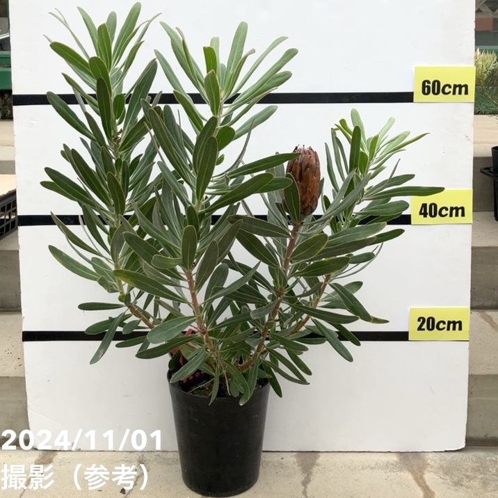 【訳あり特価】プロテア スペシャルピンクアイス 6号｜花木10-TU