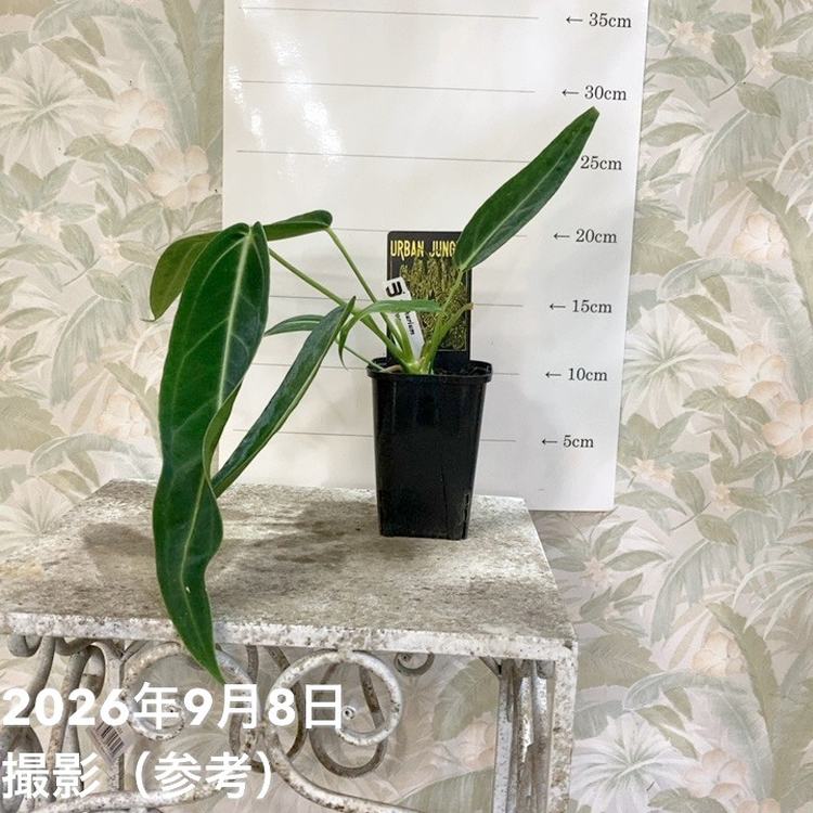 観葉・多肉,アンスリウムの購入なら赤塚植物園オンライン 花の音｜花苗