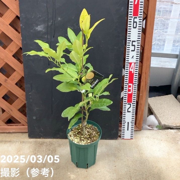 ベルガモット 5号ロングスリット鉢|柑橘|果樹04-PA