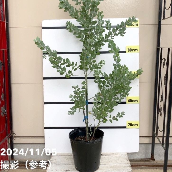 ボリューム美樹形　パールアカシア　鉢植え　２本立ち　ミモザ　苗　オージープランツ ボリューム美樹形 パールアカシア 鉢植え 2本立ち ミモザ 苗