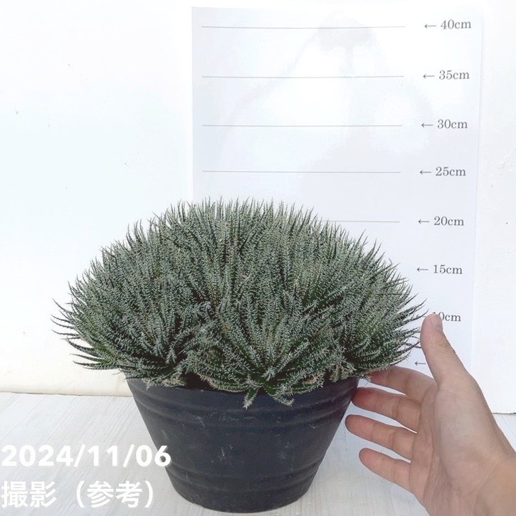 極小アロエ！アロエ・ハオルチオイデス 7号 大株｜観葉01-D1