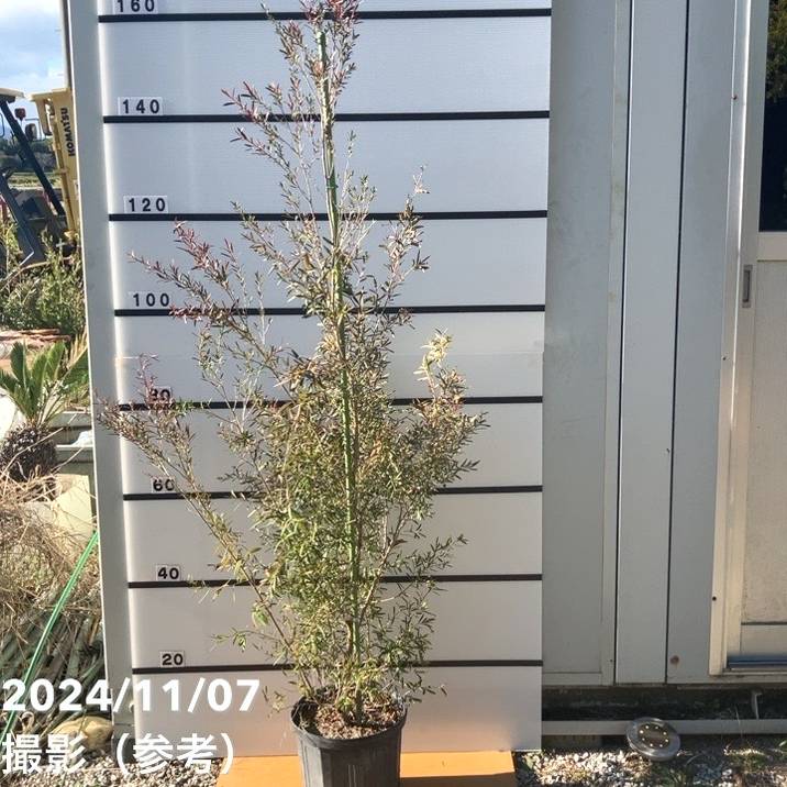 【数量限定】レプトスペルマム カッパーグロー 8号 ※お届けに10日程度かかる場合がございます。｜s200｜花木10-TN