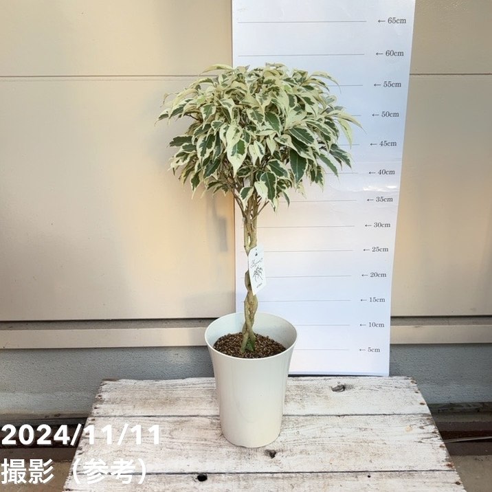 フィカス ベンジャミナ スターライト ビューティークイーン 5号 PVP｜観葉04-PA