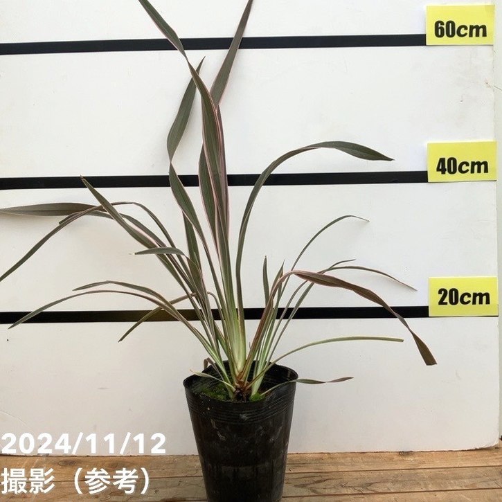 ニューサイラン ピンクストライプ 5号｜草花10-TU