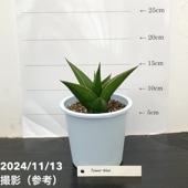 エビネ　エビネ蘭　蘭　苗　〘 e 9 〙 超激 希少 エビネ エビネ蘭 蘭 苗 〘 e 9 〙 超激 希少