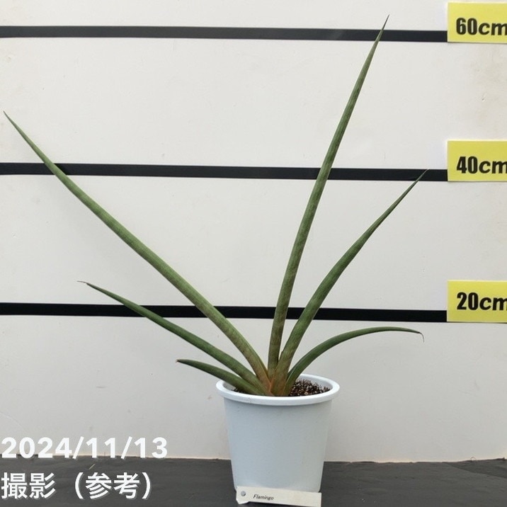 【現品お届け】サンスベリア 5号 フラミンゴ Flamingo（子株）白プラ鉢仕様（S121）｜観葉02-D2