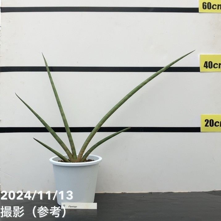 【現品お届け】サンスベリア 5号 フラミンゴ Flamingo（子株）白プラ鉢仕様（S122）｜観葉02-D2
