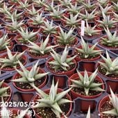ユッカ リネアリフォリア (か) 曲がり、子株6コ付き ユッカ リネアリフォリア Yucca linearifolia 20230811 | SPG