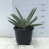 現品お届け】アガベ 7号 ホリダ horrida スリット鉢（A59）｜観葉01-D1