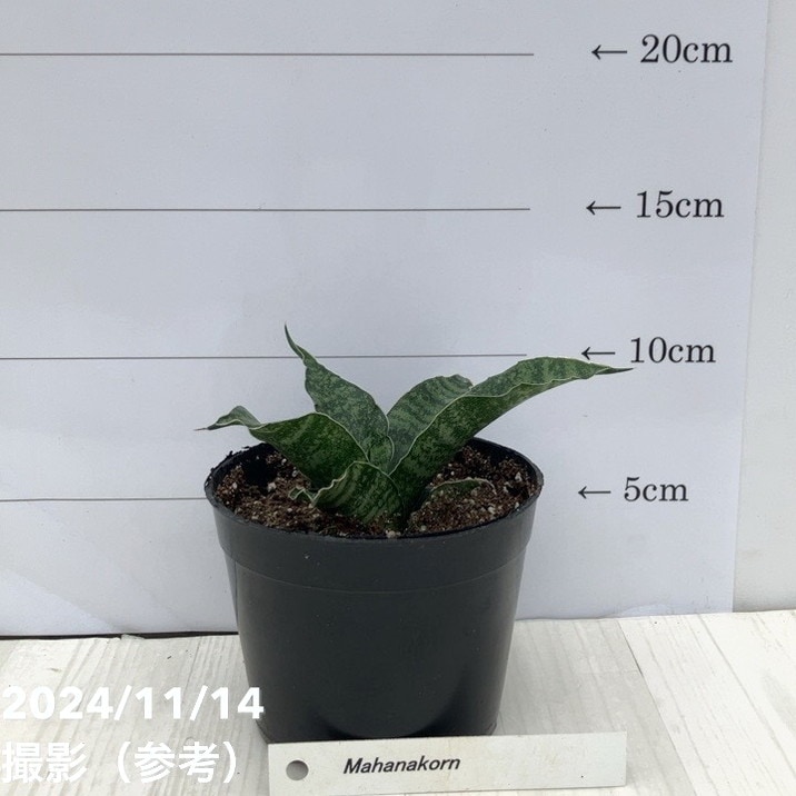 サンスベリア 3.5号  マハナコン Mahanakorn（子株）｜観葉02-D2