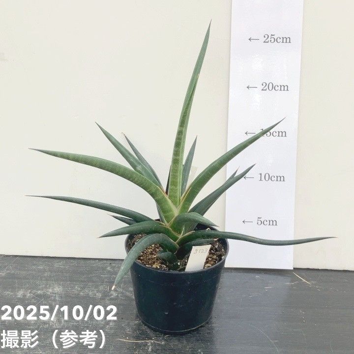 赤塚植物園自社農場,サンスベリア（サンセベリア）,サンセベリア1点物