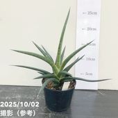 【九州◦四国〜東海地域限定】アンスリウム　ace of spades 九州◦四国〜東海地域限定】アンスリウム ace of spades 九州◦四国