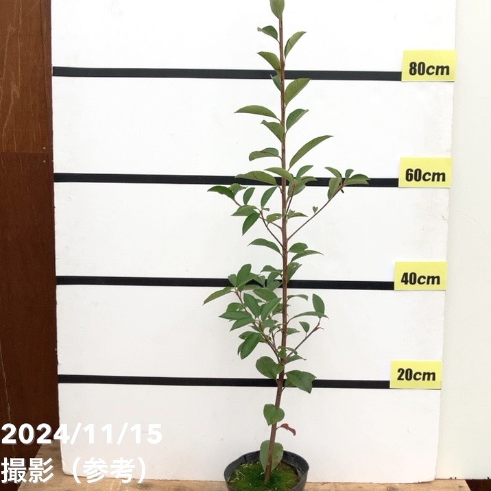 【訳あり特価】三重カナメ 5号 4鉢セット｜花木10-TU