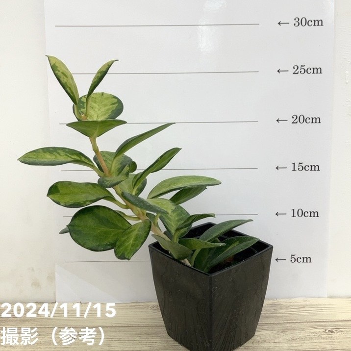 【現品お届け】ホヤ オーストラリス 3.5号(2)|観葉10-TU