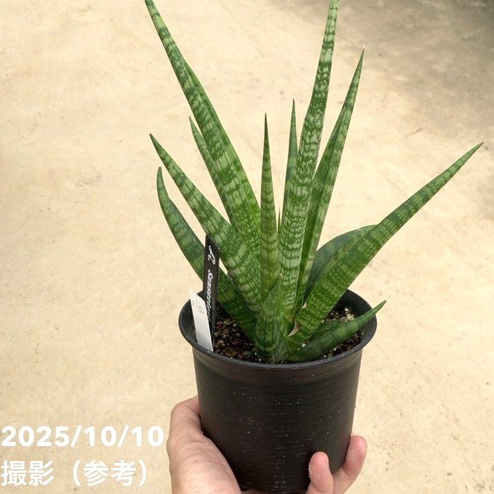 赤塚植物園自社農場,サンスベリア（サンセベリア）,サンセベリア1点物