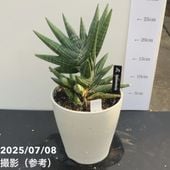 今*！様 アンスリウム キングオブスぺーズ バタフライ アンスリウム キングオブスペード バタフライ : r/plants