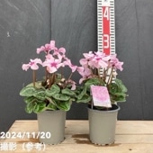 フェイジョア ジェミニ 5号｜果樹04-PA | 果樹 | 赤塚植物園オンライン