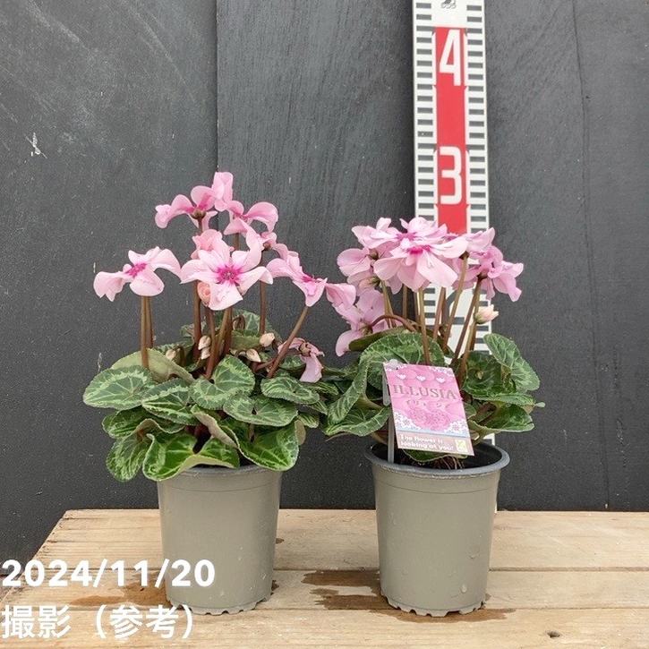 シクラメン イリュージア ピンクラテ 3号丸ポット×2株セット｜草花04-PA