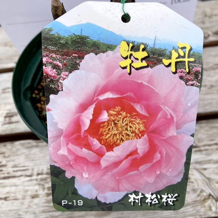 牡丹  6号 村松桜｜花木04-PA